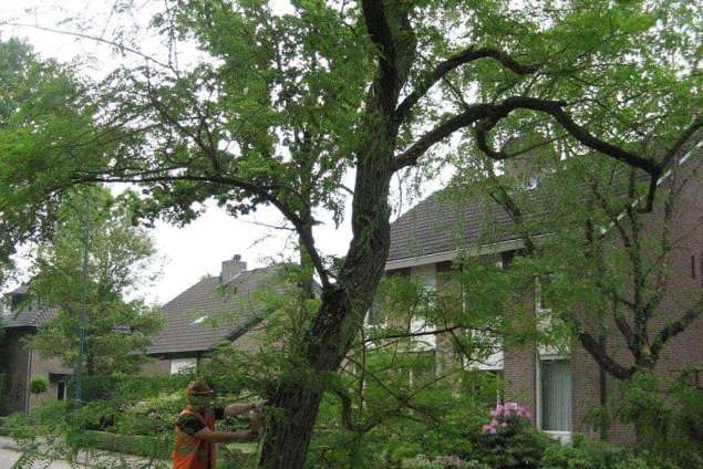 Borne bomen rooien